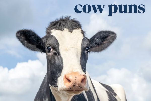 cow puns