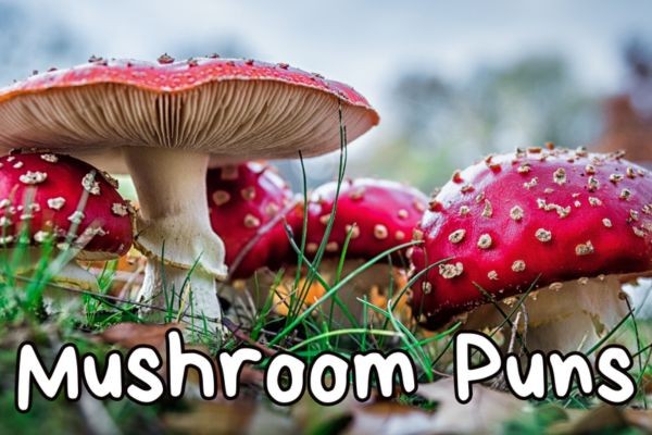 mushroom puns